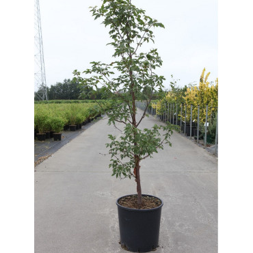 ACER griseum En pot de 15-20 litres