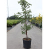 ACER griseum En pot de 15-20 litres