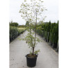 ACER griseum En pot de 30-35 litres