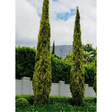 CUPRESSUS sempervirens SWANE'S GOLDEN