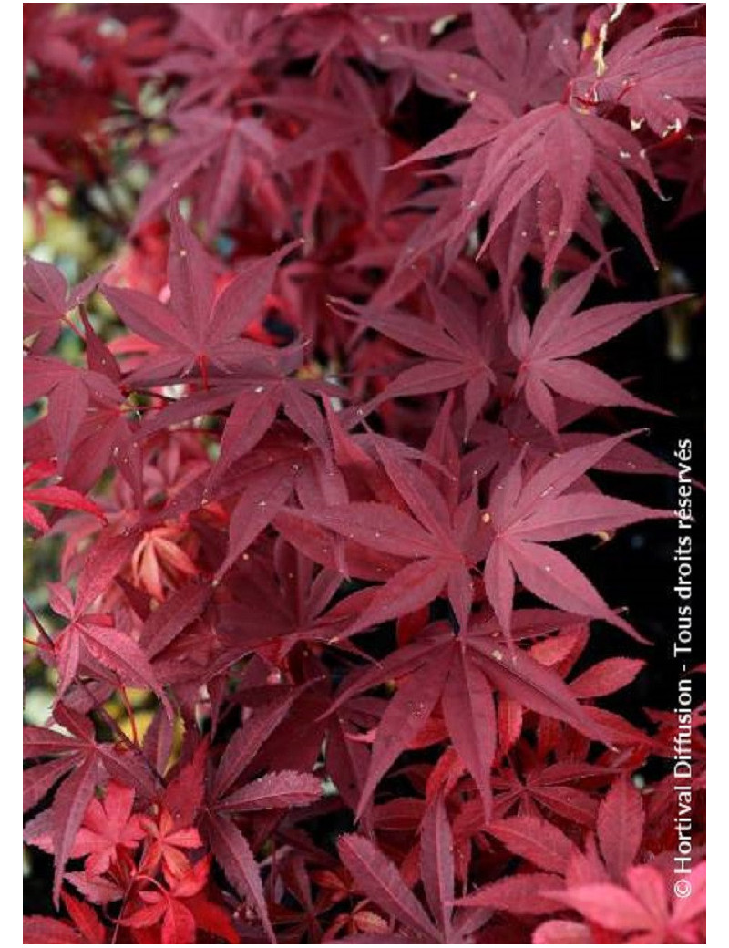 ACER palmatum FIREGLOW