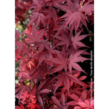 ACER palmatum FIREGLOW