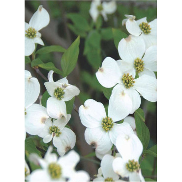 CORNUS florida