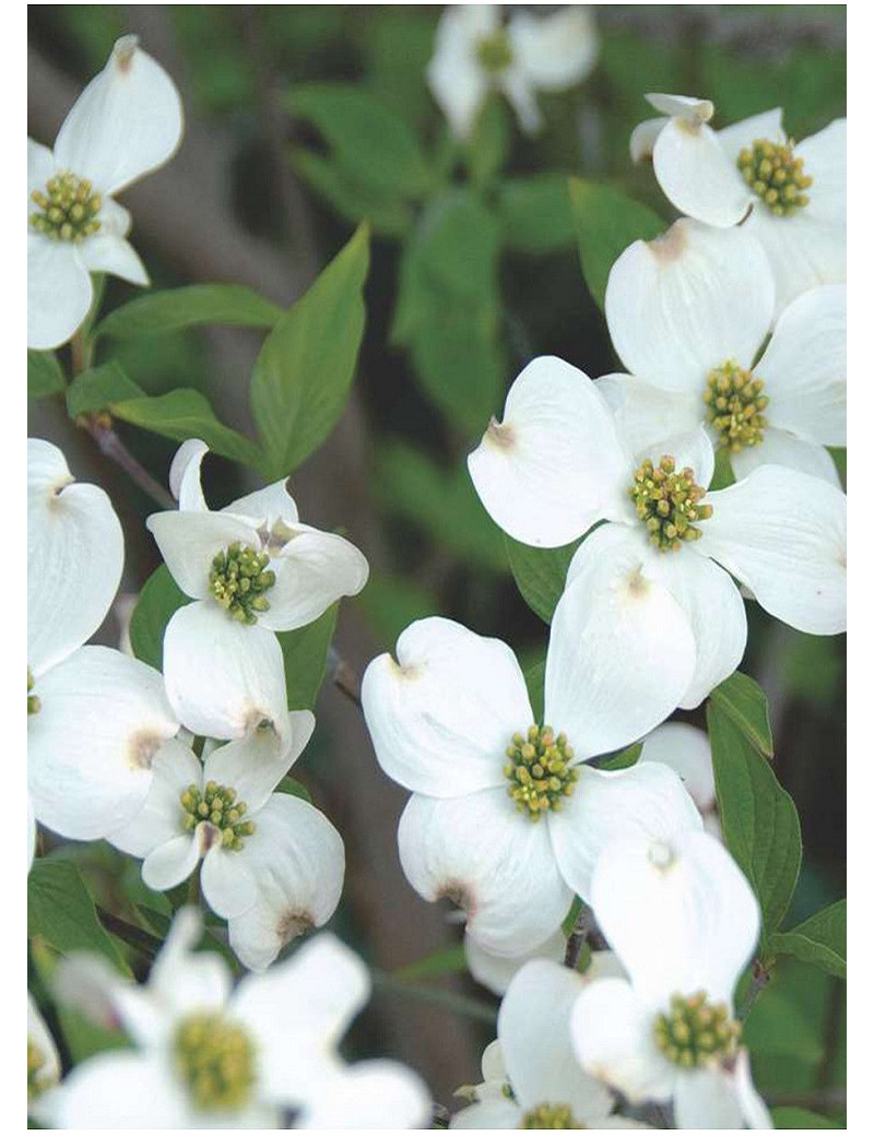 CORNUS florida