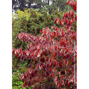 CORNUS florida