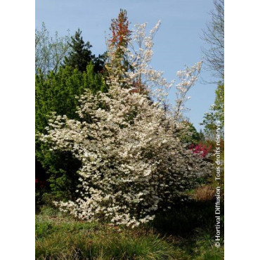 CORNUS florida