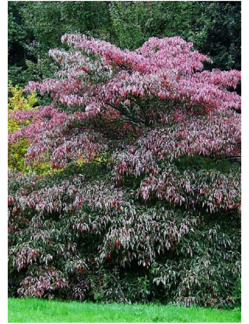 CORNUS controversa