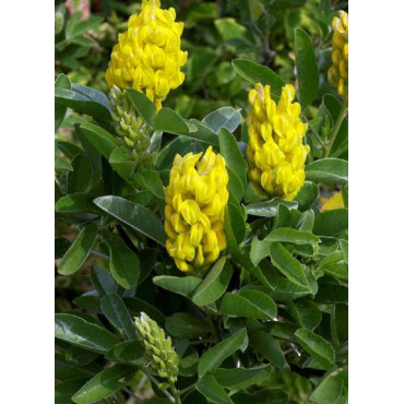 CYTISUS battandieri