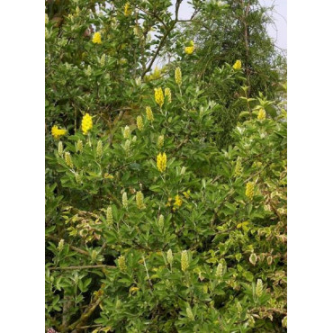 CYTISUS battandieri