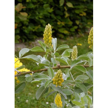 CYTISUS battandieri