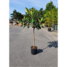 ERIOBOTRYA japonica En pot de 15-20 litres forme tige hauteur du tronc 090-110 cm