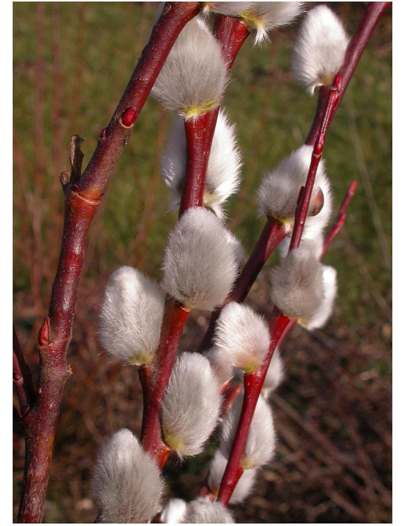 SALIX caprea