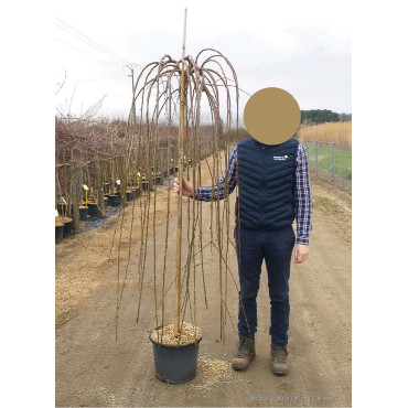 SALIX caprea PENDULA En pot de 15-20 litres forme tige hauteur du tronc 140-190 cm