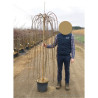 SALIX caprea PENDULA En pot de 15-20 litres forme tige hauteur du tronc 140-190 cm