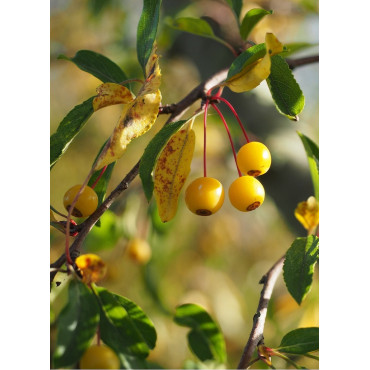 MALUS toringo