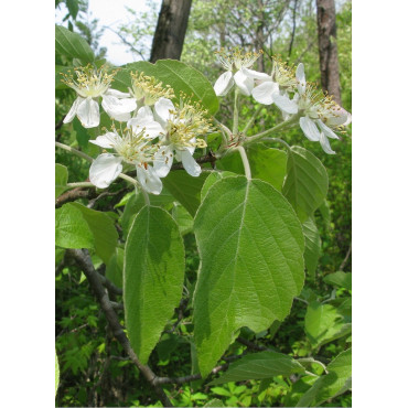 MALUS tschonoskii