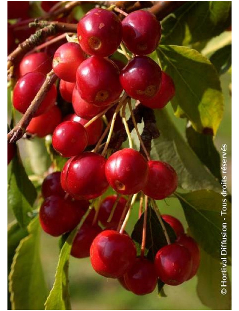 MALUS CHEAL'S WEEPING