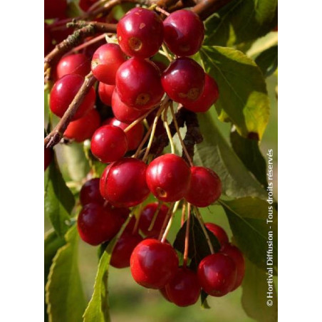 MALUS CHEAL'S WEEPING