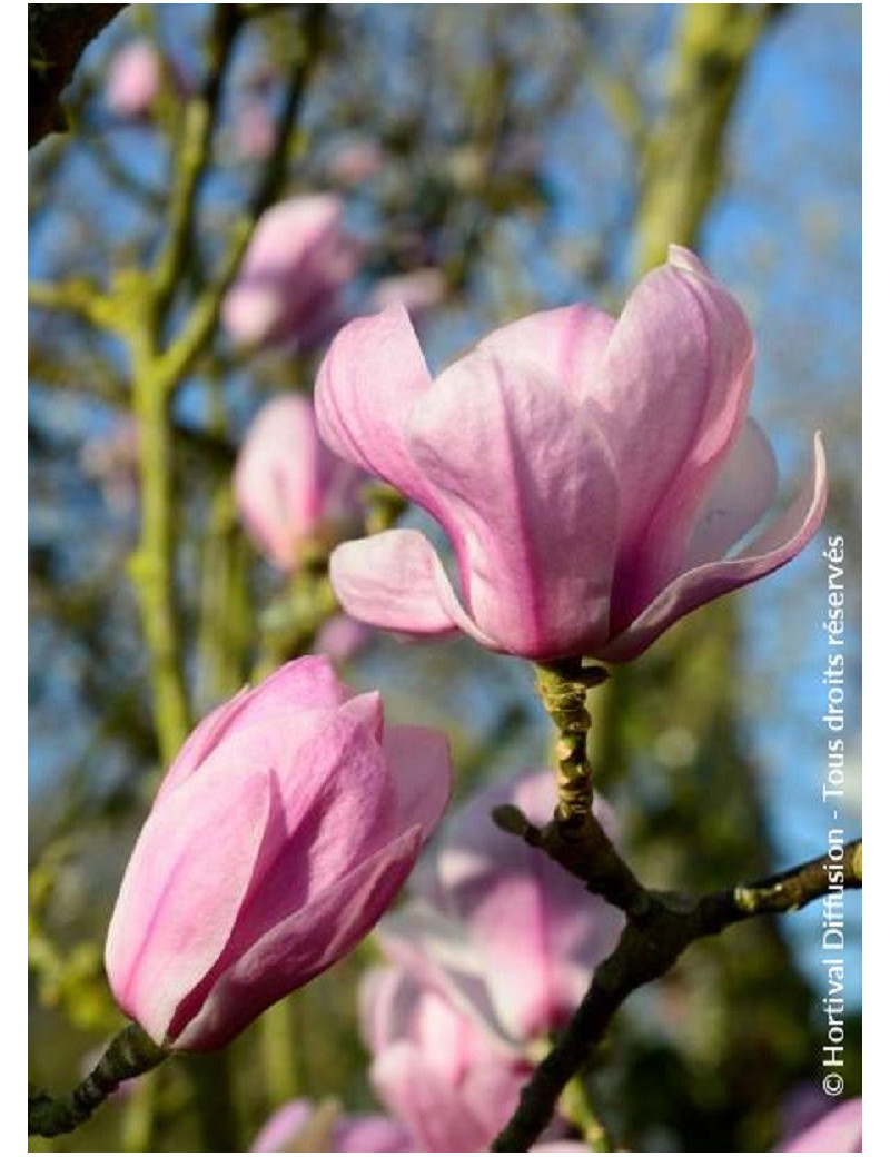 MAGNOLIA denudata FESTIROSE