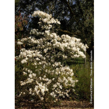 MAGNOLIA stellata ROYAL STAR