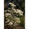 MAGNOLIA stellata ROYAL STAR