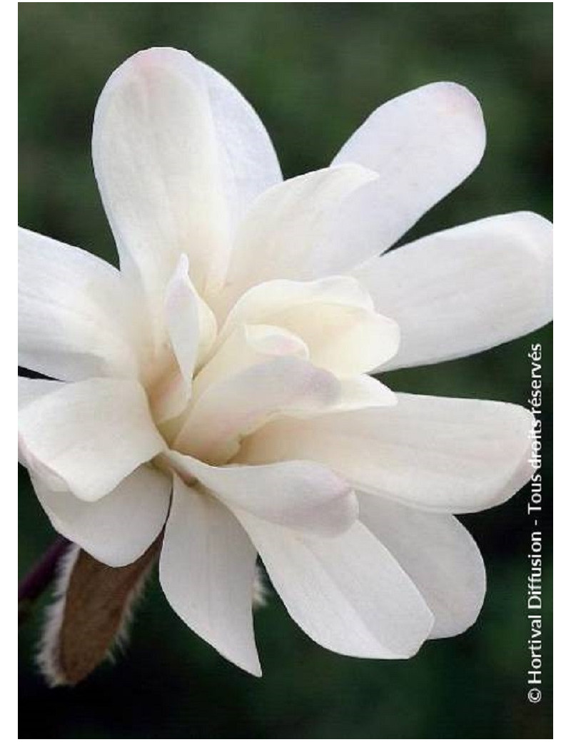 MAGNOLIA stellata ROYAL STAR