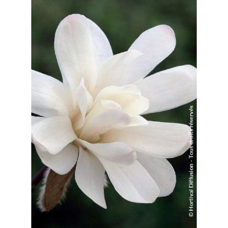 MAGNOLIA stellata ROYAL STAR