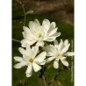 MAGNOLIA stellata ROYAL STAR