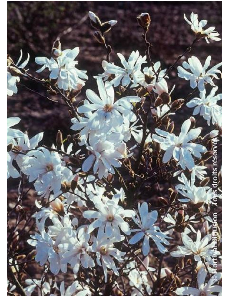 MAGNOLIA stellata WATERLILY