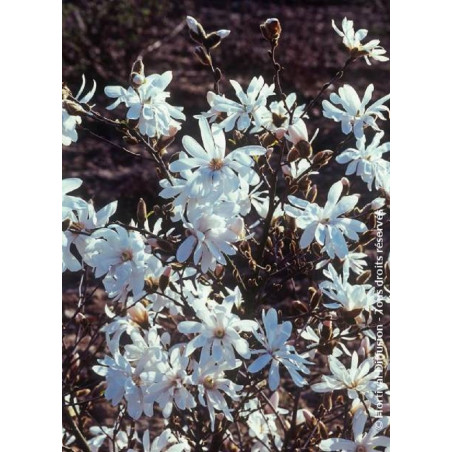 MAGNOLIA stellata WATERLILY