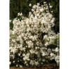 MAGNOLIA stellata WATERLILY