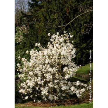 MAGNOLIA stellata WATERLILY