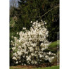 MAGNOLIA stellata WATERLILY