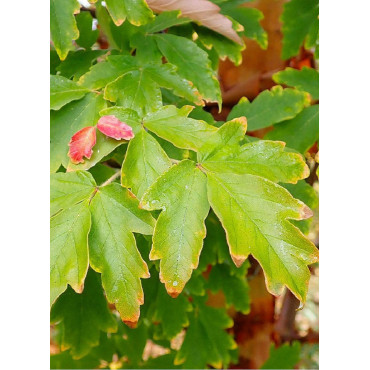 ACER griseum