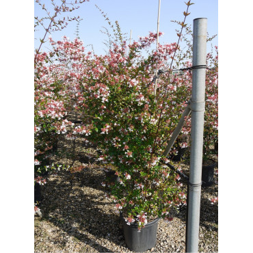 ABELIA grandiflora En pot de 15-20 litres