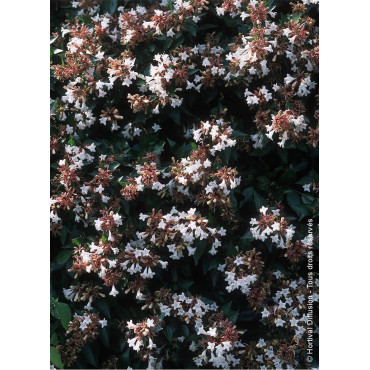 ABELIA grandiflora