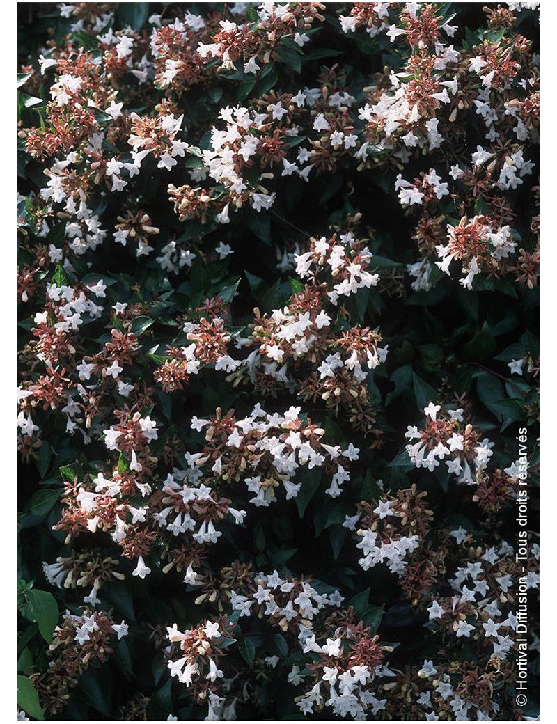 ABELIA grandiflora