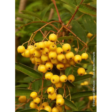 SORBUS aucuparia FASTIGIATA