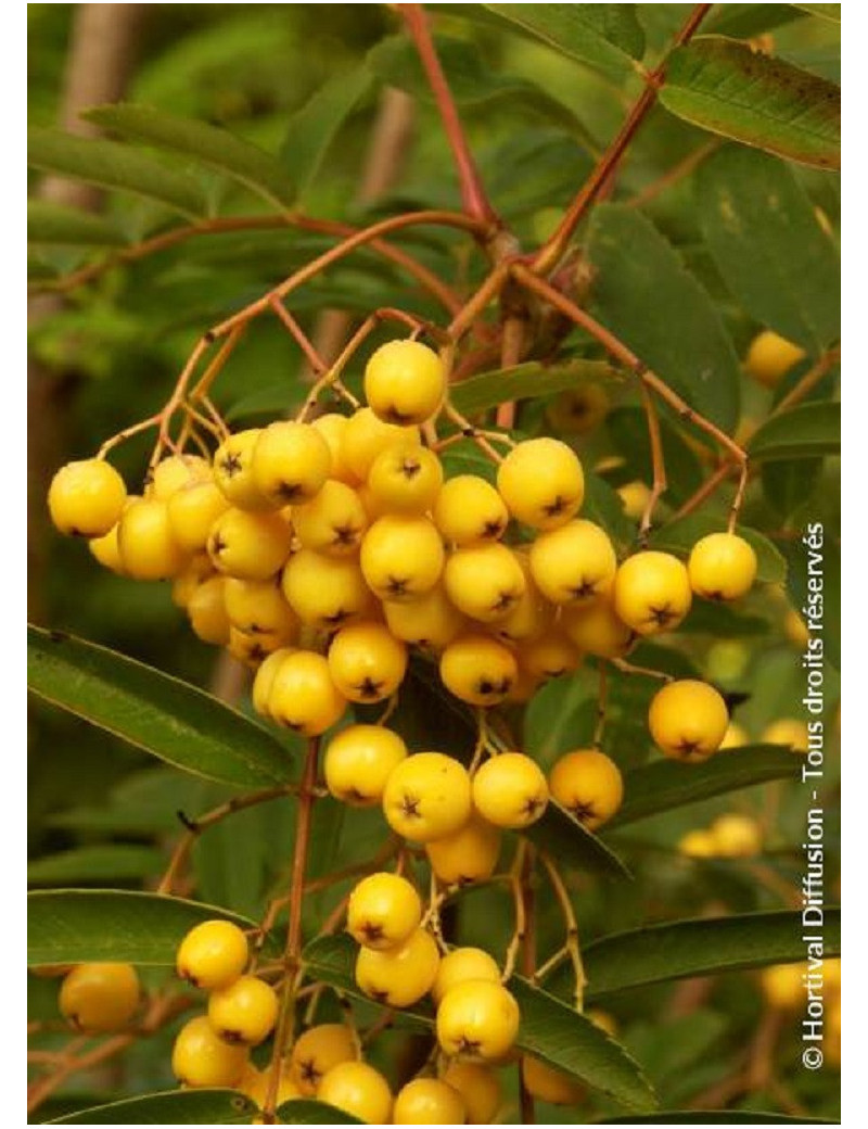 SORBUS aucuparia FASTIGIATA