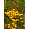 SORBUS aucuparia FASTIGIATA