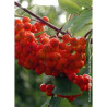 SORBUS aucuparia WETTRA