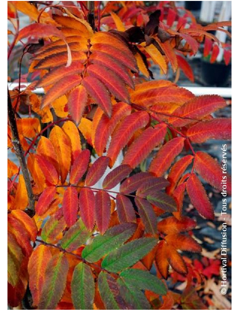 SORBUS aucuparia WETTRA