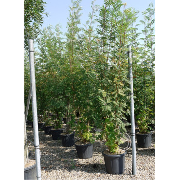 SORBUS aucuparia En pot de 35-50 litres