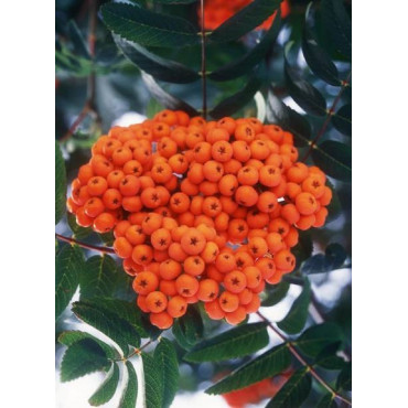 SORBUS aucuparia