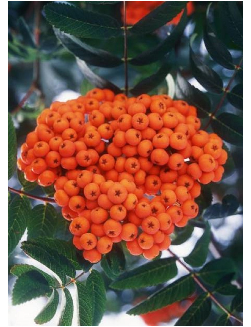 SORBUS aucuparia