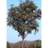 SORBUS aucuparia