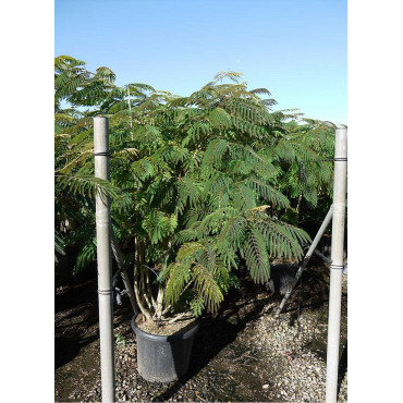 ALBIZIA julibrissin OMBRELLA En pot de 35-50 litres forme touffe