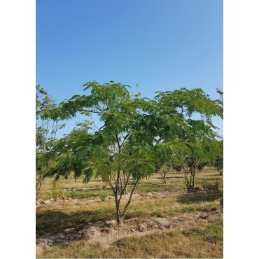 ALBIZIA julibrissin OMBRELLA En motte forme cépée