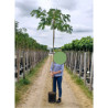 ALBIZIA julibrissin OMBRELLA En pot 30-35 litres forme tige hauteur du tronc 180-200 cm