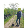 ALBIZIA julibrissin OMBRELLA En pot de 15-20 litres forme baliveau